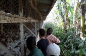 Élevage avicole au Cameroun. Ici, le docteur Jean Marcel Mandeng en visite technique avec des clients et Florian Allègre, responsable commercial Hubbard (photo datant de 2019 et prise avant la crise sanitaire due à la Covid-19). Photo : Hubbard.