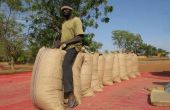 Récolte de maïs en Afrique de l’ouest. © Farm