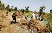 Le développement de la filière soja biologique au Togo a été possible grâce au soutien de l’Etat. Photo : Kiki Tassi