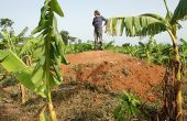Le respect de la terre est essentiel aux plantes et à l’alimentation, comme dans cette bananeraie de Côte d’Ivoire. Photo : Antoine Hervé
