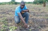 Le changement climatique affecte le travail des sols  en Afrique, comme ici au nord de Lomé au Togo.  Photo : Antoine Hervé