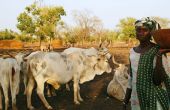 Un troupeau de bœufs au Sénégal. Photo : AVSF 